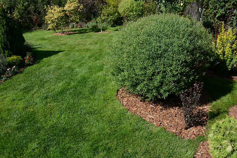 About Us Lawns 4 U, How To Landscape Yard Without Grass In Texas Usa